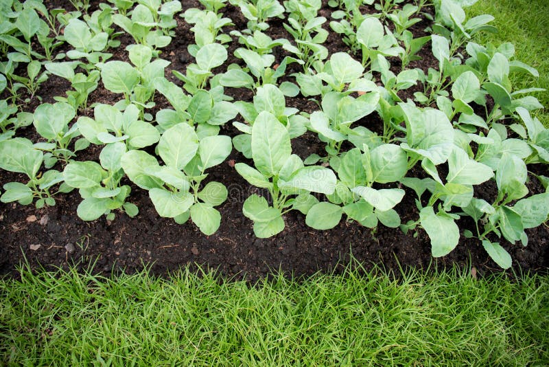 Kale at green lawn stock image. Image of green, farming 258577435