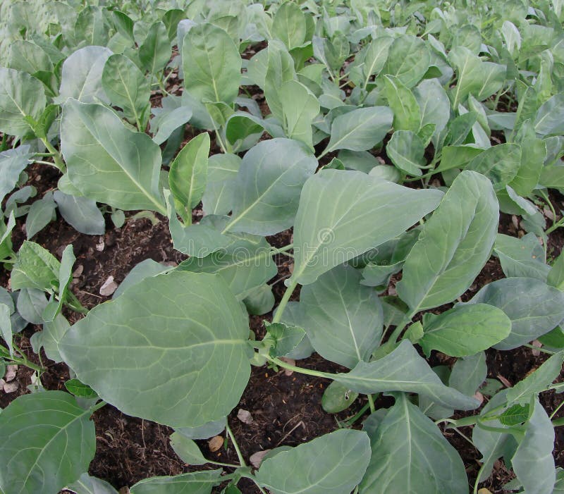 Kale stock image. Image of farm, growing, natural, healthy 47353655