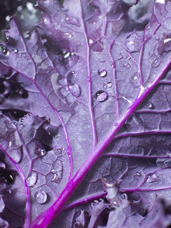 Kale Leaf stock image. Image of nature, food, detail 26008893