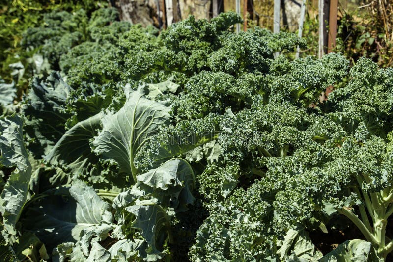 Green kale plants stock photo. Image of cultivar, vegetable 203217418