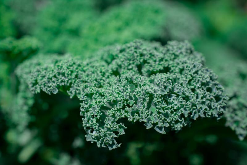 Kale Leaves Growing in Vegetable Garden Stock Image Image of brassica