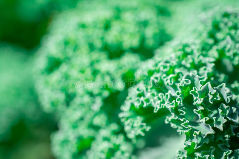 Kale Leaves Growing in Vegetable Garden Stock Image Image of food