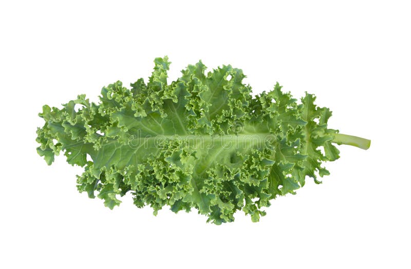 Kale Leaves Isolated on White Background with Clipping Path. Stock