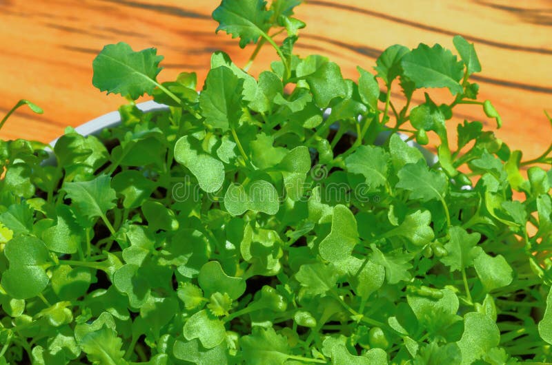 Kale microgreens, growing green shoots in white bowl over wooden board