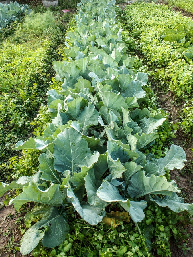 Kale plants stock image. Image of ornamental, closeup 56515397