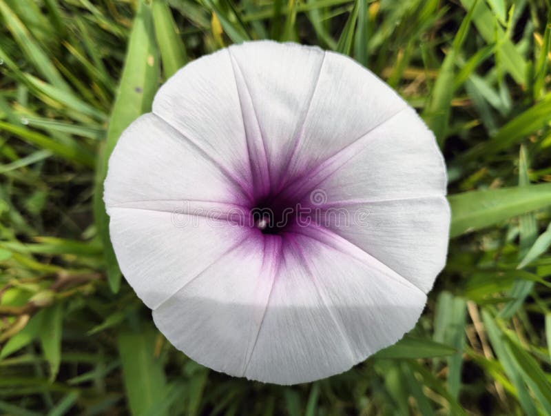 Kale Plants Bloom in the Yard Stock Photo Image of purple, meadow