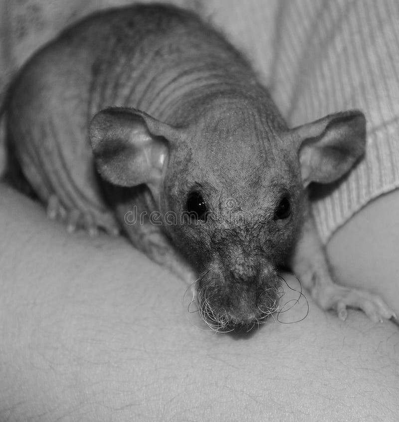 Kale Rat stock afbeelding. Image of binnenlands, portret 38614883