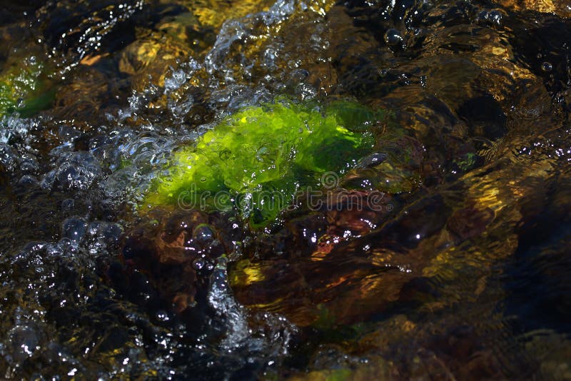 Kale seaweed, seaweed grow on stones under water in the sun. Lam