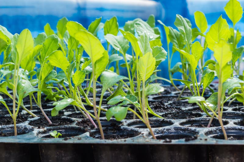 Kale seedling in tray. stock photo. Image of flat, agriculture 55251596