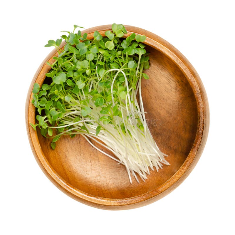 Kale shoots, microgreens of leaf cabbage in a wooden bowl