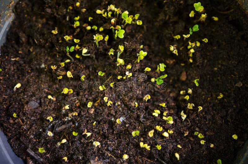 Kale sprouts stock photo. Image of sprouts, cabbage, horticulture