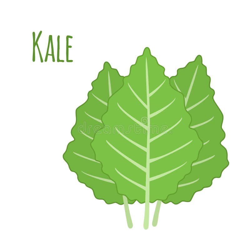Kale Vegetable in Cartoon Flat Style. Organic Healthy Leaf. Stock
