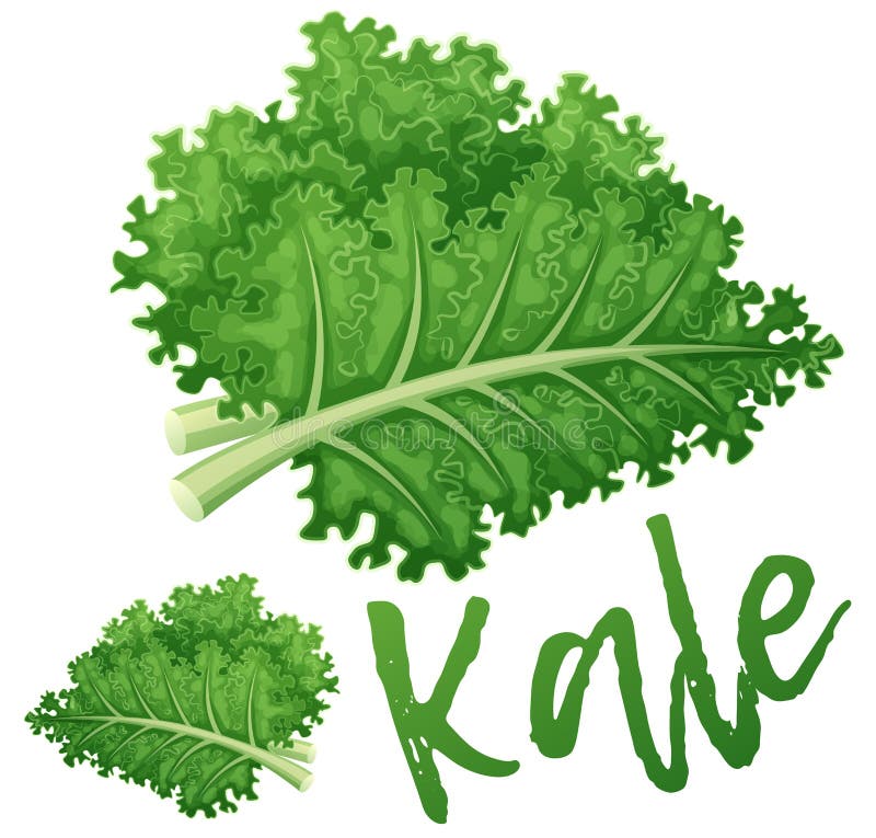 Kale Vegetable Icon. Cartoon Vector Illustration Isolated on White