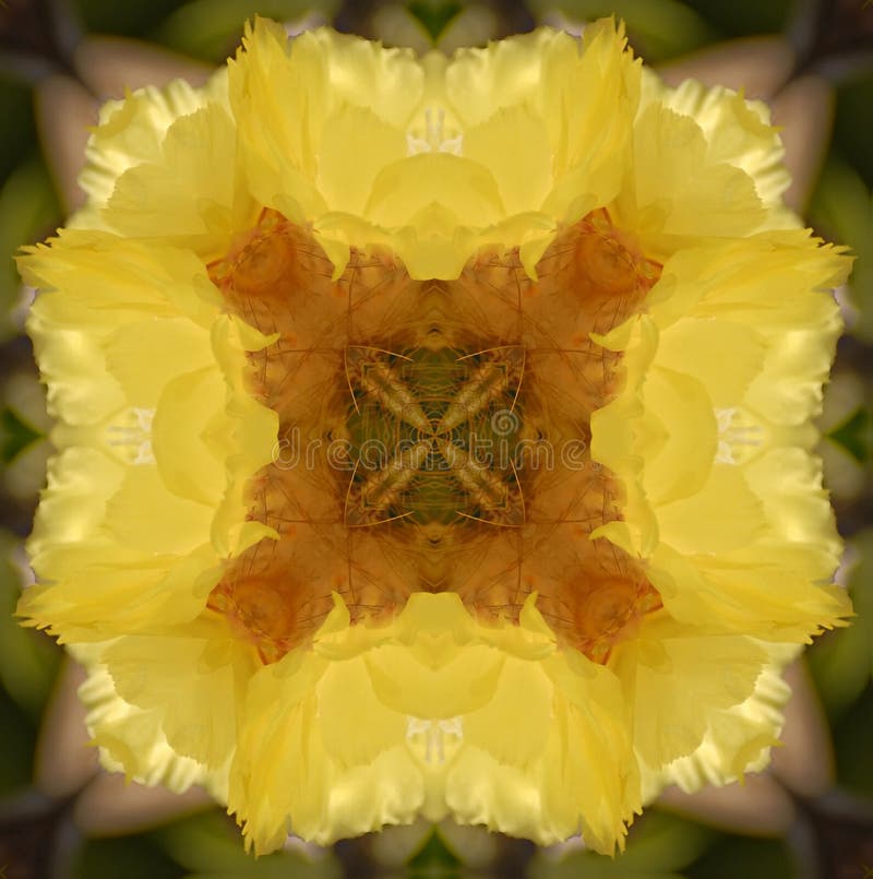 Kaleidoscope Cactus flower