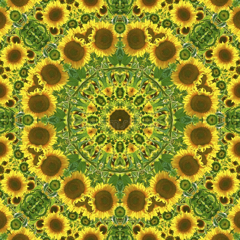 Kalejdoskop med naturliga bevekelsegrunder av solrosor stock illustrationer Kalejdoskop med naturliga bevekelsegrunder av solrosor stock illustrationer