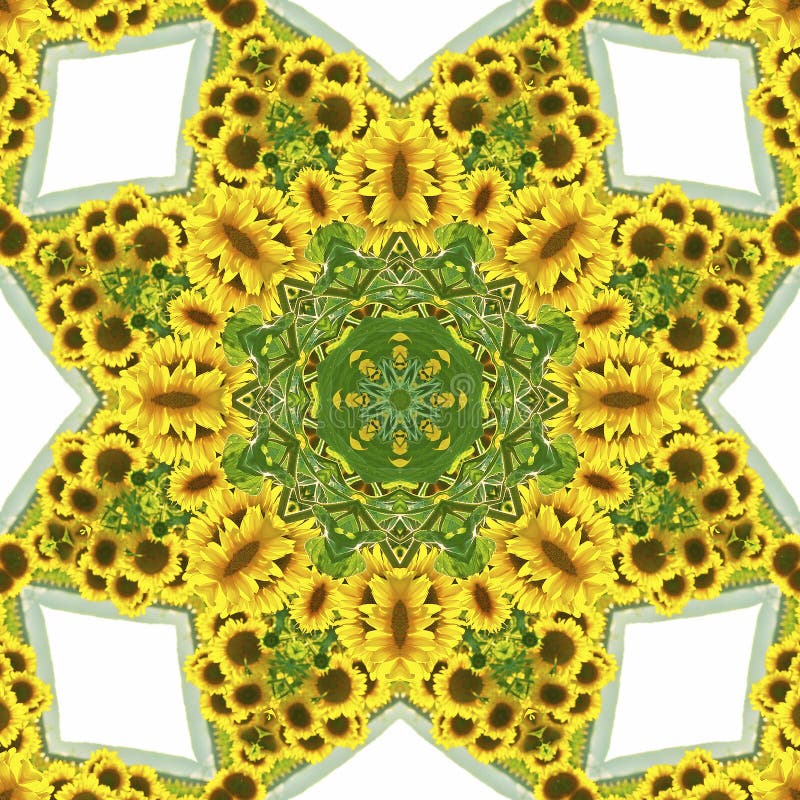 Kalejdoskop med naturliga bevekelsegrunder av solrosor vektor illustrationer Kalejdoskop med naturliga bevekelsegrunder av solrosor vektor illustrationer