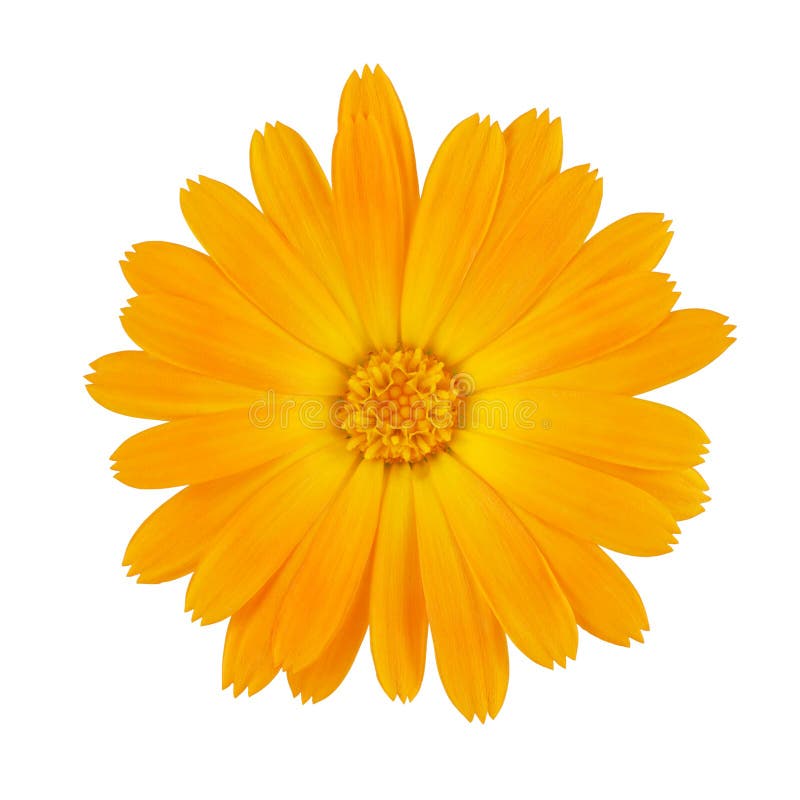 Calendula Marigold Blume Mit Blättern, Die Auf Weißem Grund Isoliert