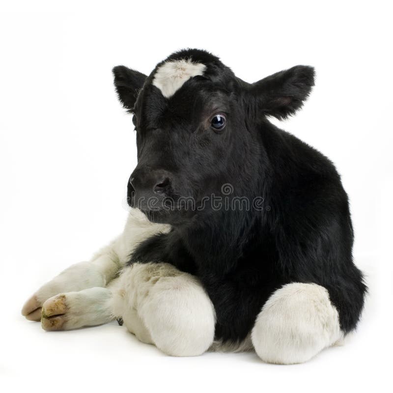 Kalf stock afbeelding