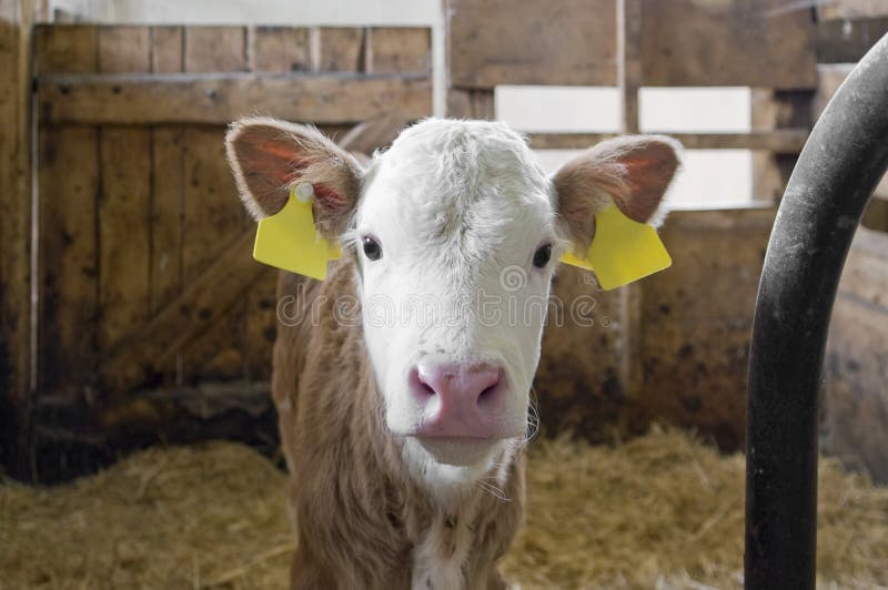 Kalf binnen van een koeschuur royalty-vrije stock fotografie Kalf binnen van een koeschuur royalty-vrije stock fotografie