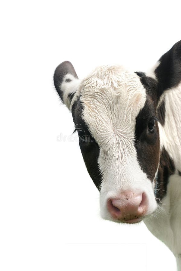 Kalf op een witte achtergrond stock afbeeldingen