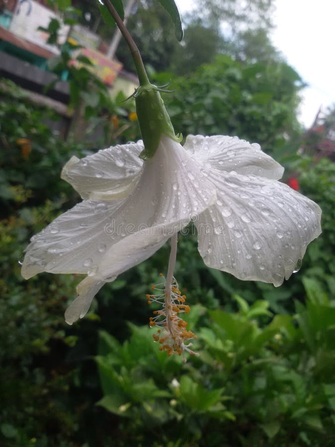 Kali of joba flower stock photo. Image of jaba, joba 115507854