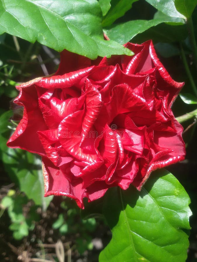 Joba Flower Stock Photos Download 61 Royalty Free Photos