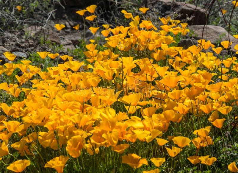 Kalifornia maczki, wiosen wildflowers w pustyni fotografia stock Kalifornia maczki, wiosen wildflowers w pustyni fotografia stock