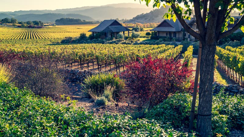 Fields of yellow, a hazy afternoon as autumn falls upon the vineyards of Napa Valley California. Fields of yellow, a hazy afternoon as autumn falls upon the vineyards of Napa Valley California.