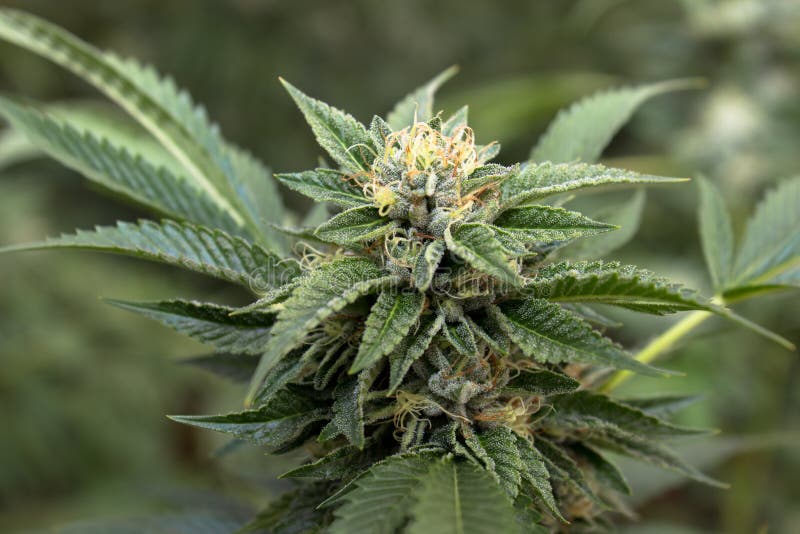 Kalifornien, das medizinisches Marihuana träumt stockbilder Kalifornien, das medizinisches Marihuana träumt stockbilder