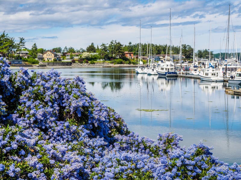 Kalifornien lila blomma framme av marina med förtöjde fartyg royaltyfri bild Kalifornien lila blomma framme av marina med förtöjde fartyg royaltyfri bild