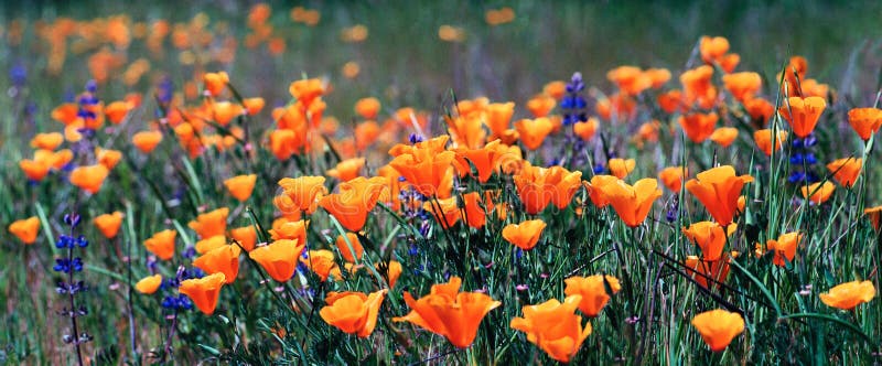 Kalifornien-Mohnblumen stockfotos Kalifornien-Mohnblumen stockfotos