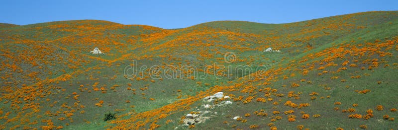 Kalifornien-Mohnblumen, Frühling Wildflowers, Antilopen-Tal, Kalifornien stockbilder Kalifornien-Mohnblumen, Frühling Wildflowers, Antilopen-Tal, Kalifornien stockbilder