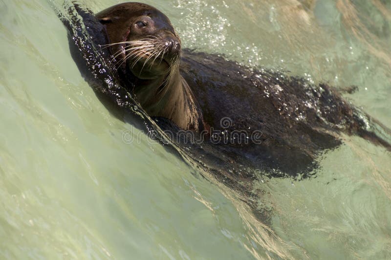 Kalifornien-Seelöwe in der Welle stockfotografie Kalifornien-Seelöwe in der Welle stockfotografie
