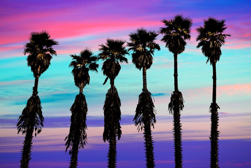 California sunset palm trees washingtonia western surf flavour in US. California sunset palm trees washingtonia western surf flavour in US