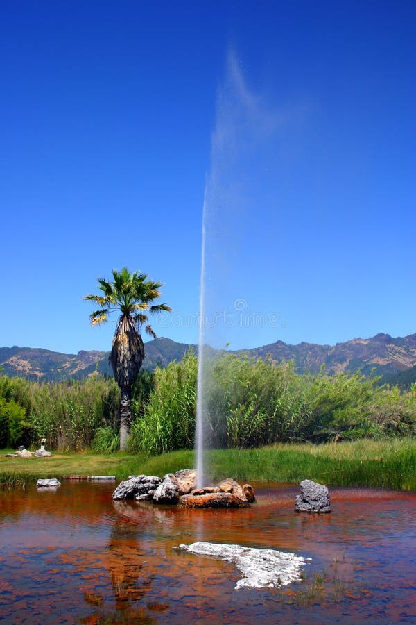 Calistoga's Old Faithful Geyser in California is one of only three Old Faithfuls in the world, designated as such because of its constant and predictable eruptions. Calistoga's Old Faithful Geyser in California is one of only three Old Faithfuls in the world, designated as such because of its constant and predictable eruptions