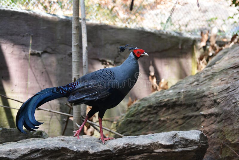 Kalij pheasant royaltyfri bild Kalij pheasant royaltyfri bild