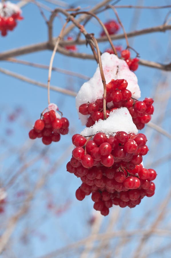 Kalina berry stock photo. Image of ripe, bunch, harvest - 23676658