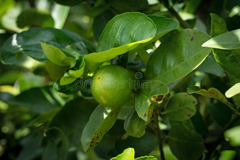 Kalkfrukter på träd. Limefrukter på träd nära citrusfrukter med blad