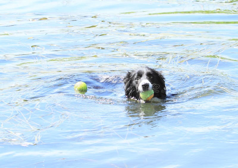 kall hund royaltyfria bilder kall hund royaltyfria bilder