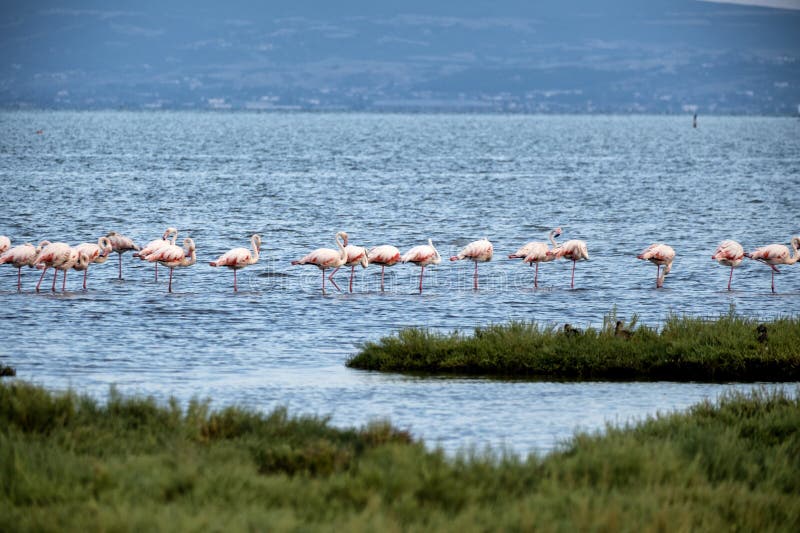 Kalochori lagoon, birds, flamingos