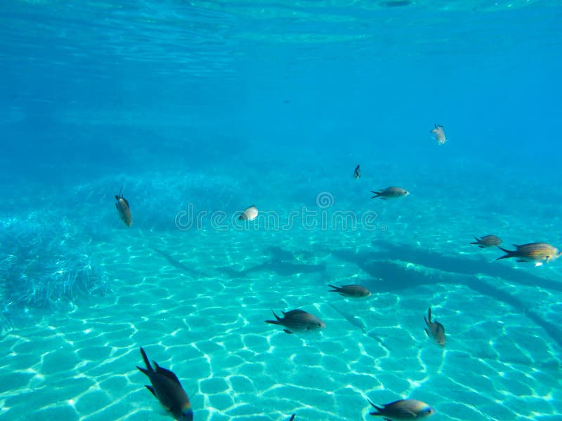 Kalogries subacuáticos de la vida, damselfish o Chromis mediterráneo en la isla Cícladas Grecia de Kythnos de la bahía del doble foto de archivo libre de regalías Kalogries subacuáticos de la vida, damselfish o Chromis mediterráneo en la isla Cícladas Grecia de Kythnos de la bahía del doble foto de archivo libre de regalías