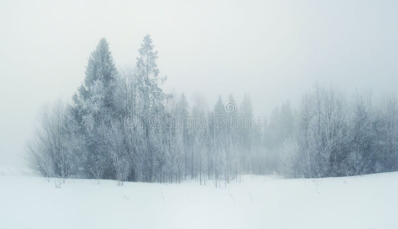 Kalte Winterwaldlandschaft schneebedeckt