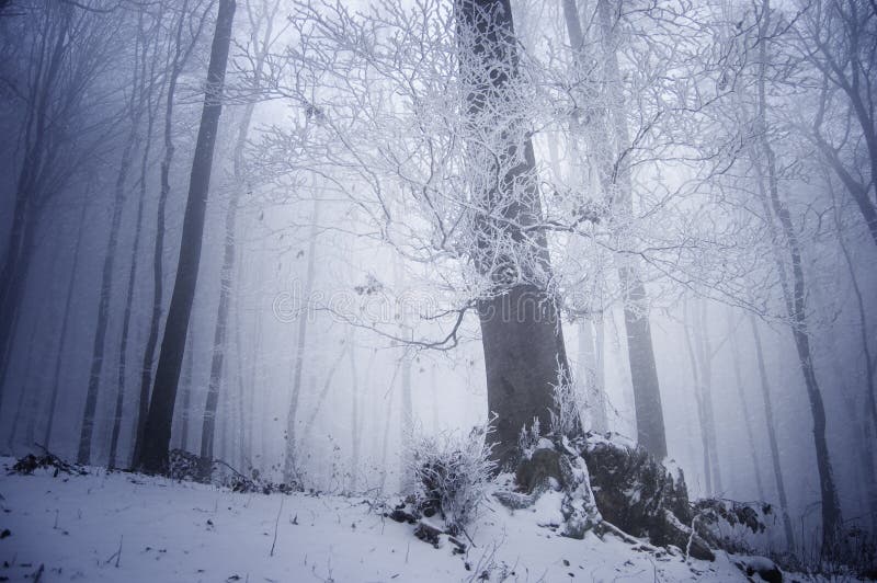 Kalter Wintertag in einem eisigen Wald nahe einem großen tr