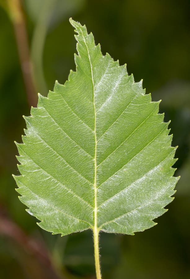 Kamchatka Birch Leaf stock photo