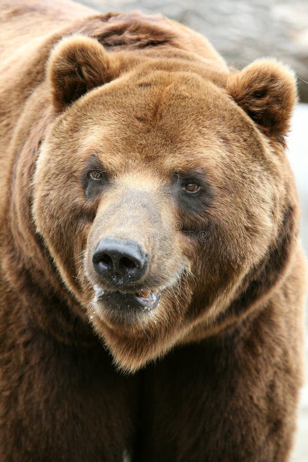 Kamchatka brown bear