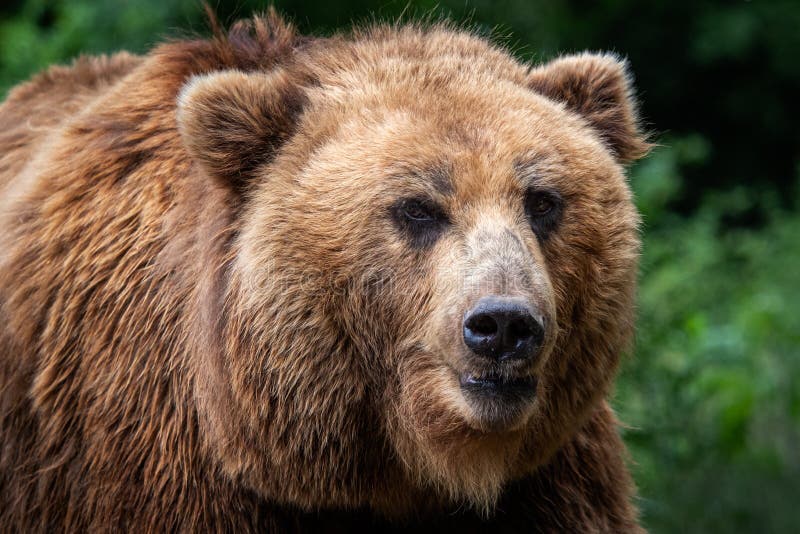 Kamchatka Brown Bear Ursus Arctos Beringianus Stock Image - Image of ...