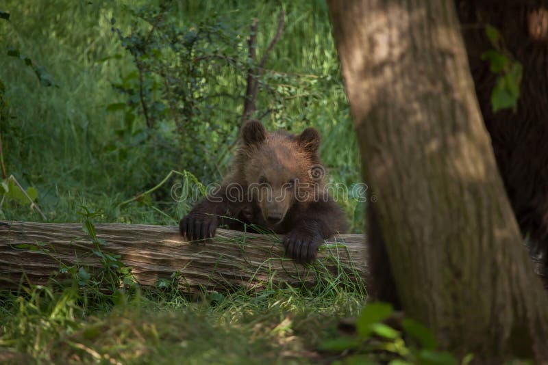 Kamchatka brown bear Ursus arctos beringianus