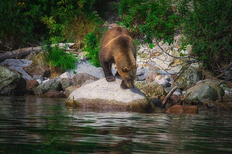 Kamchatka brunbjörnlås fiskar på Kuril sjön Kamchatka halvö, Ryssland arkivfoto Kamchatka brunbjörnlås fiskar på Kuril sjön Kamchatka halvö, Ryssland arkivfoto