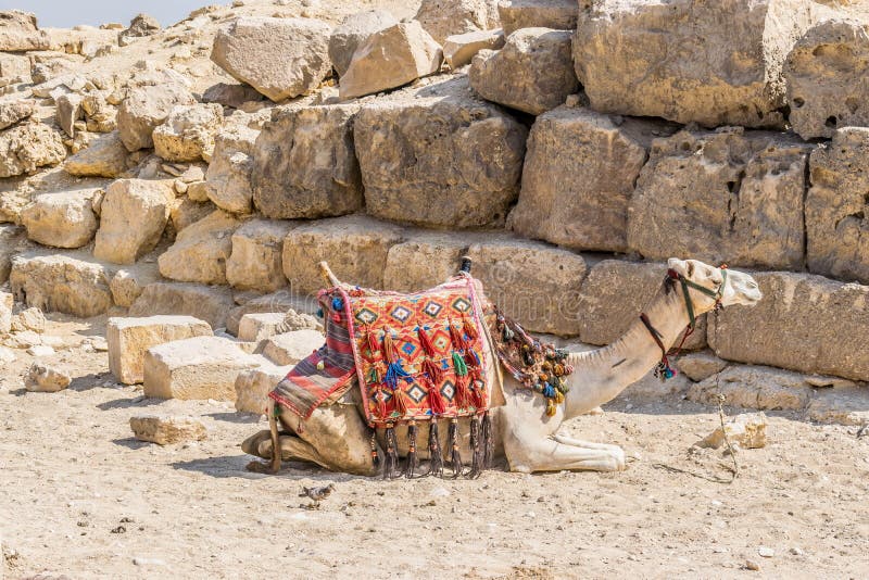 Kameel naast Grote Piramide van Giza stock foto's Kameel naast Grote Piramide van Giza stock foto's