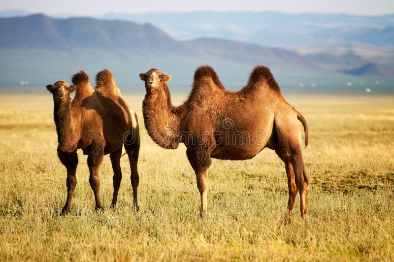 Two camel in the mongolia. Two camel in the mongolia